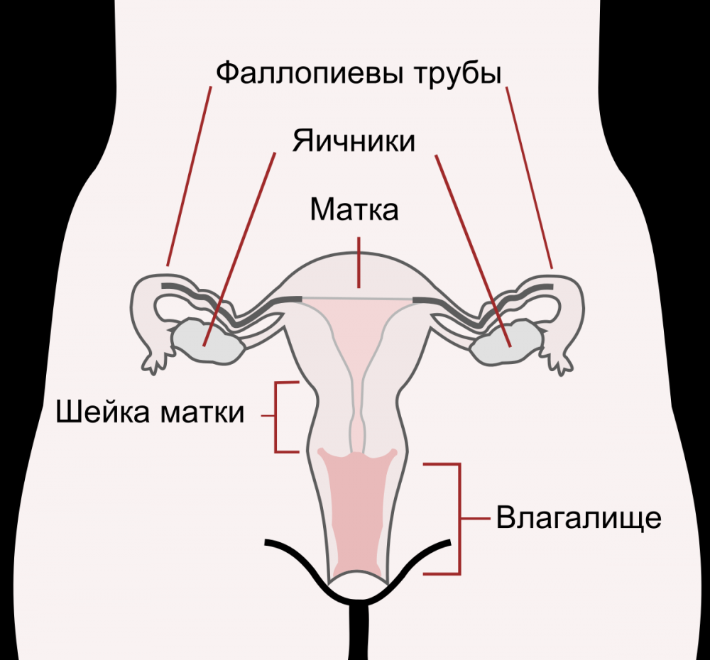 Шейка матки — Википедия